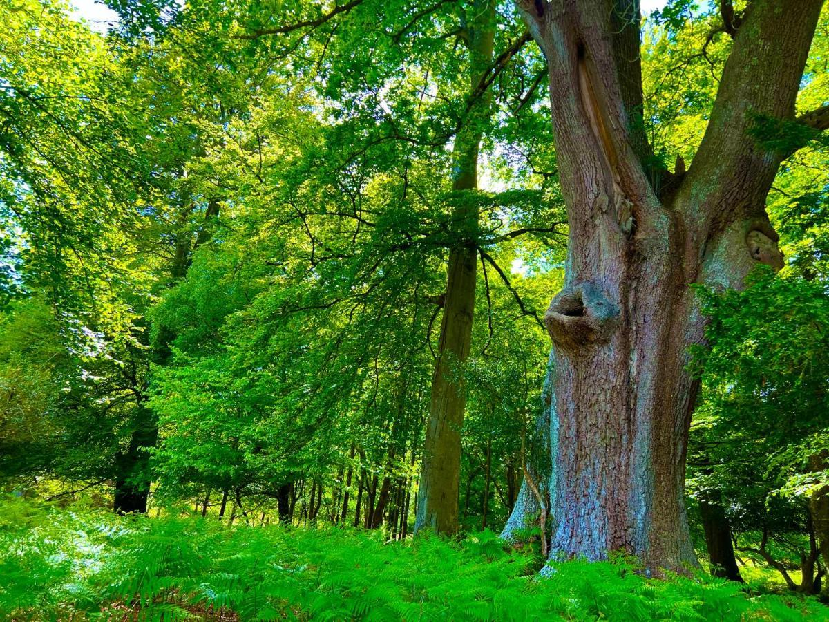 Jungle Lodge Lymington Esterno foto